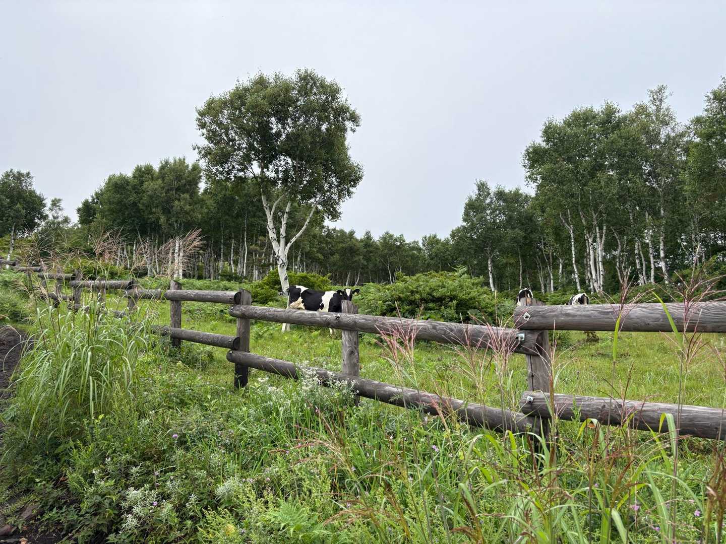 根子岳往復 | 北アルプスや浅間山を望む花の百名山、禰固岳神社が鎮座する霊峰の写真