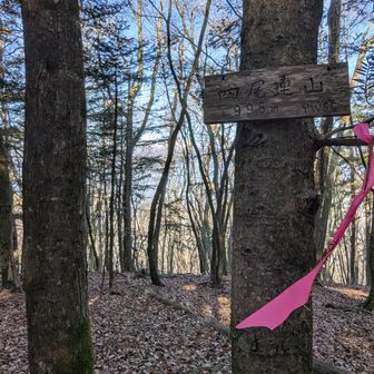 湖畔から急登上がると四尾連山！
林の向こうに冠雪した南アルプスがチラ見え😊

ちなみにココがYAMAP始めて200座目😊