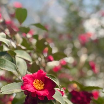 最近山では花が少ないので沢山咲いてて嬉しい