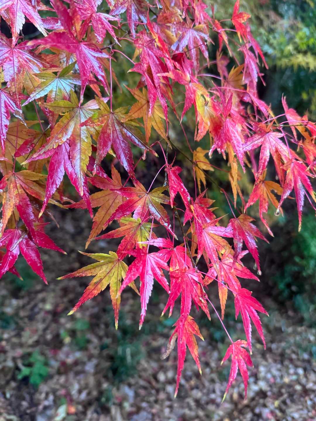 宮地嶽神社 往復コースの写真
