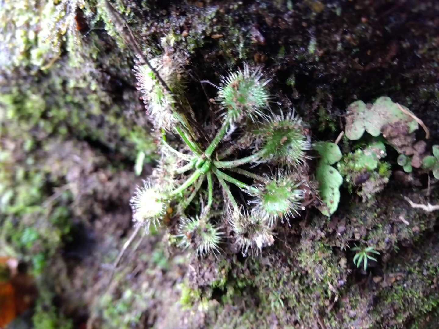 食虫植物のモウセンゴケ
