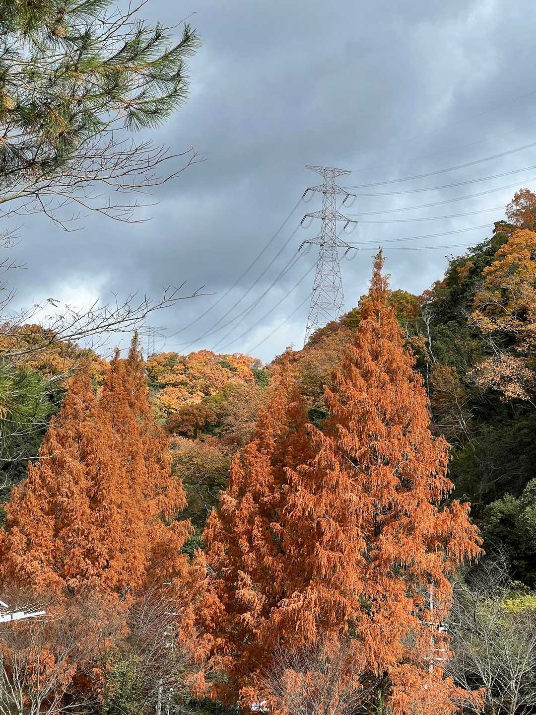 日南山 往復コースの写真
