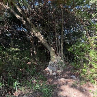 山頂踏んでないので帰りに物見山に寄ります