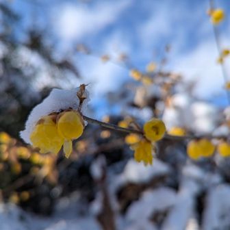 雪をかぶったロウバイ