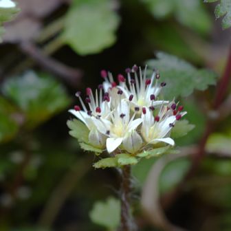 ツツジオコース手前のシロバナネコノメソウ
✨✨
