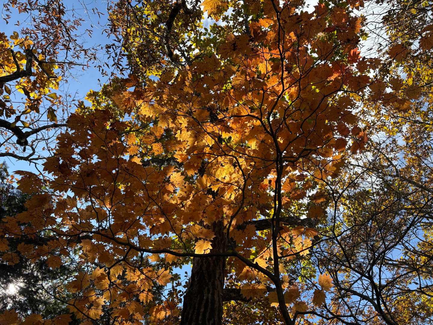 落ち葉をザクザク🍂🍂🍂しながら進む