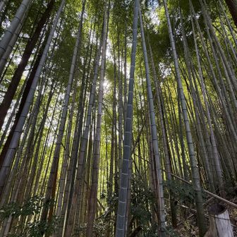 大好きな竹林😆✨