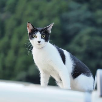 ネコ科ネコ属イエネコ(種)、白黒ハチワレ

駐車場に戻るとマイカーの屋根に🐈
この日ラストのハイカーの帰りを待っていてくれたのは、加江田の招き猫ミロくんなのでした😸

KAEDA Valley 2026 ~SUMMER~ 完🍄