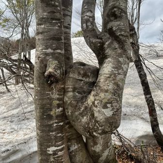 何てシンボリック😊
そして根開きした所に
イワウチワが咲いていると言うめんこコラボ🥰
更にその向こうで・・・