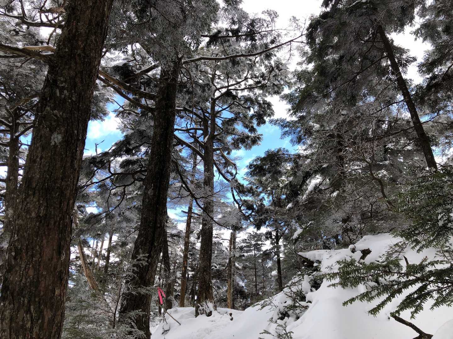 柳沢峠-六本木峠-寺尾峠-丸川峠-大菩薩嶺 往復コースの写真