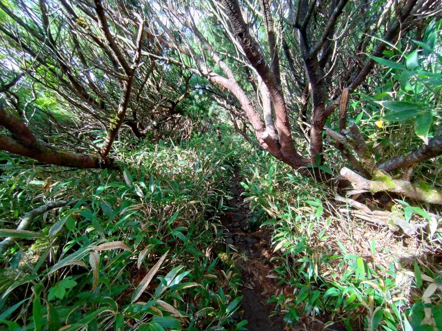 ハイマツ帯など見通しが悪い場所はクマと鉢合わせしないよう要注意