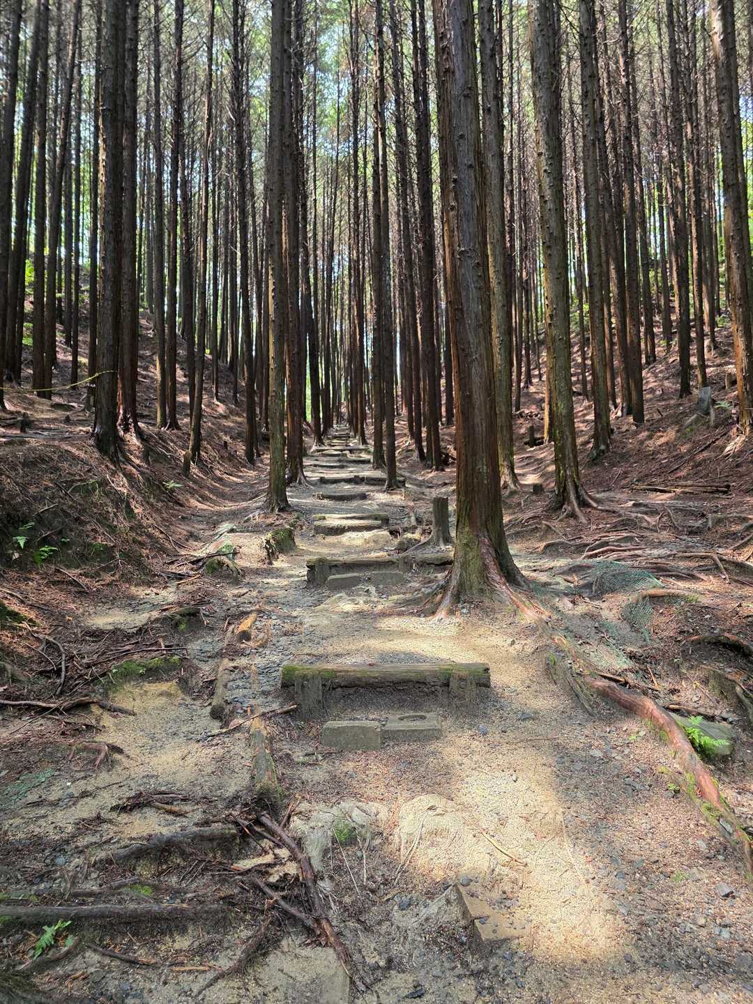 国見山登山口 往復コースの写真