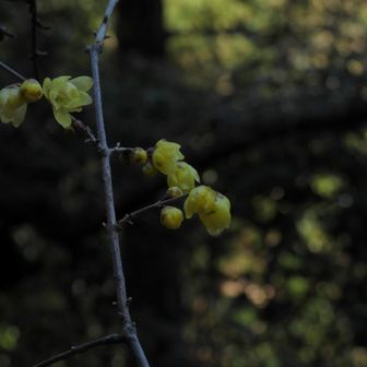 行きにローソンで買ったPontaパスの無料コーヒーでおつかれさん