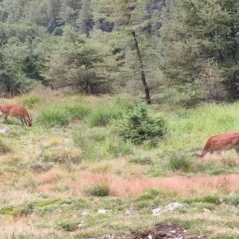 鹿発見🦌🦌