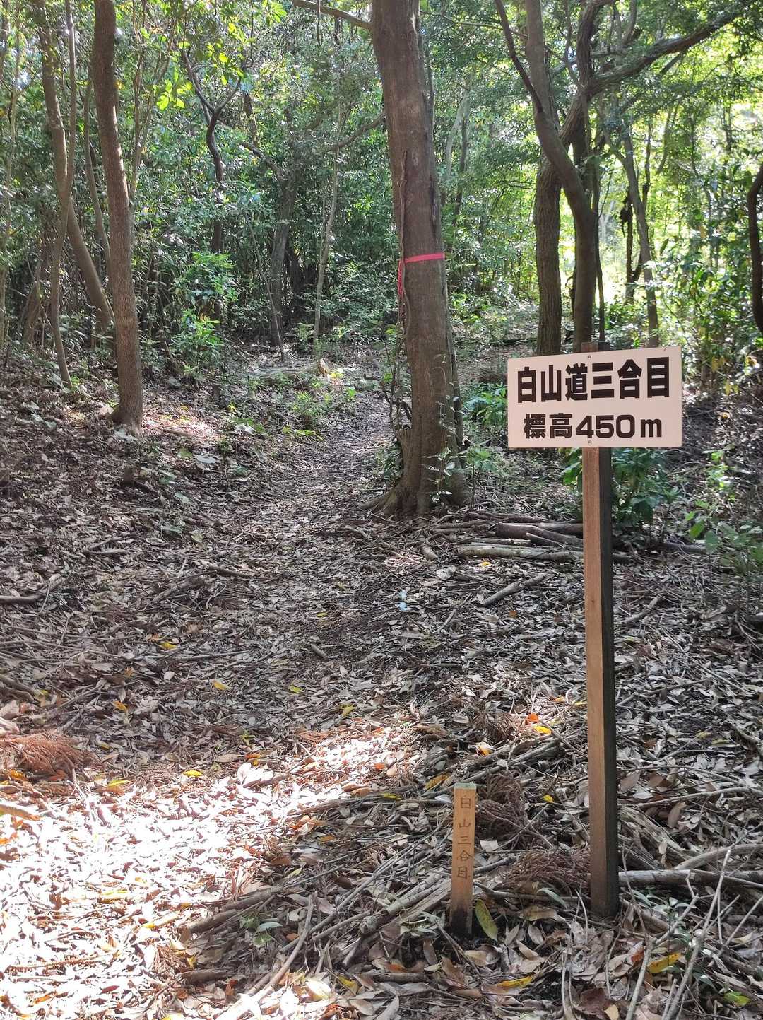 登山道はしっかりしてます。