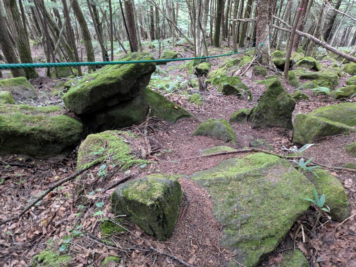 苔蒸す原生林に降りて来ました。