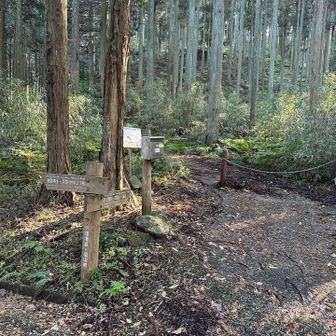 左が林道で右が登山道
