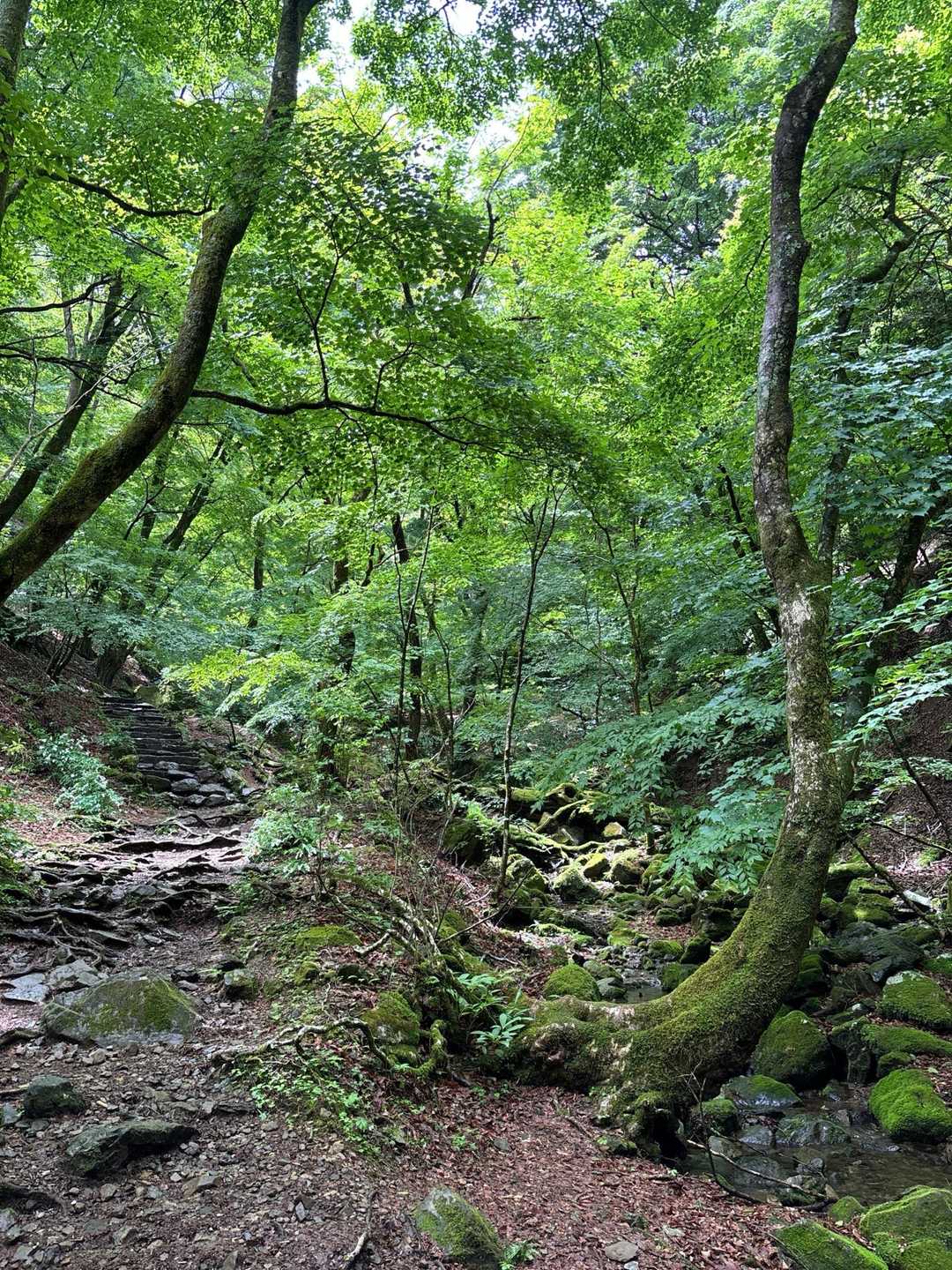 御岳山駅-御嶽神社-御岳山-鍋割山-芥場峠 周回コースの写真