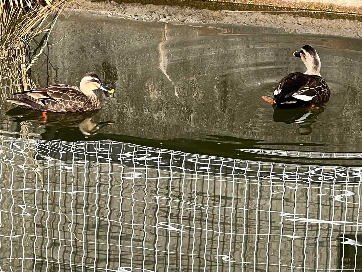 カモのお出迎え🦆🦆