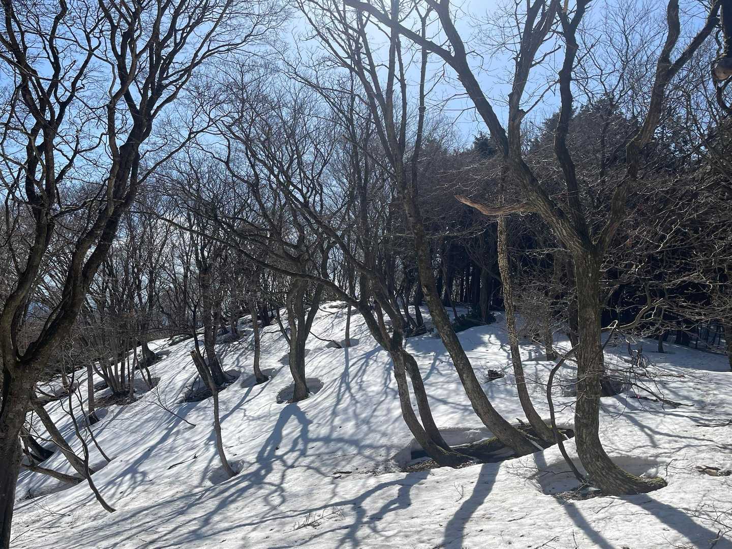 ツリーホール🕳️
雪解けが進んでるね😉