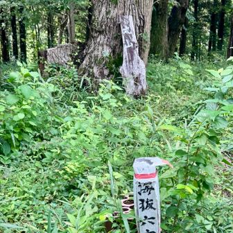 丸山 \( ˆoˆ )/ 