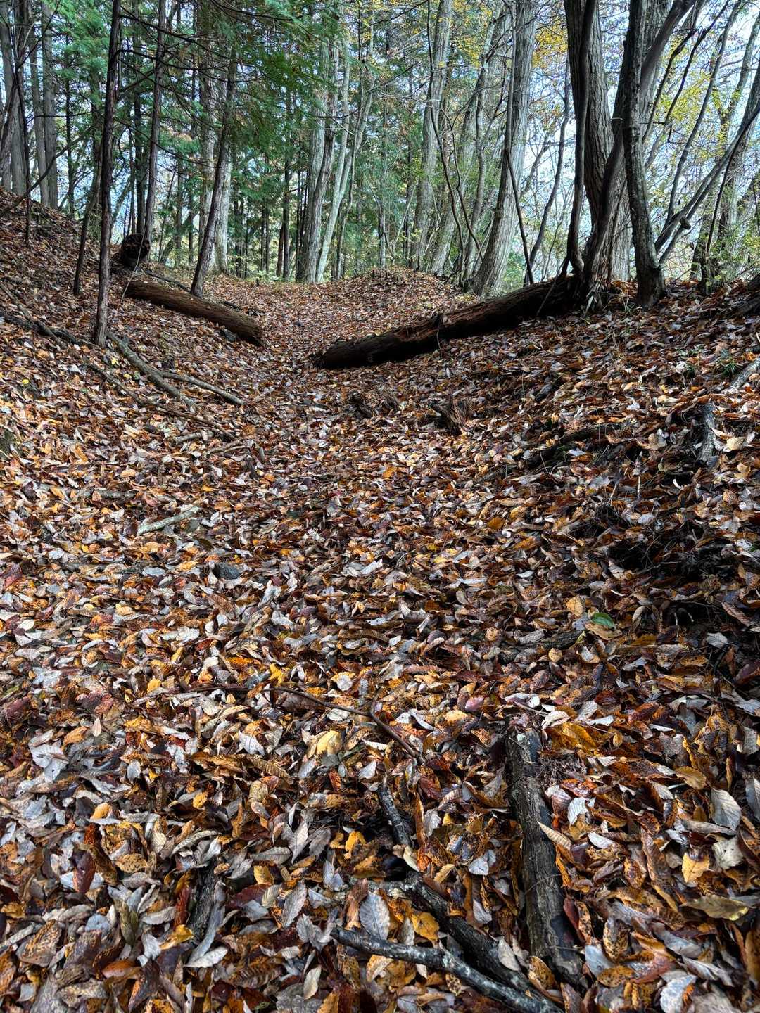 落ち葉🍂フカフカ
とてもなだらかな登山道