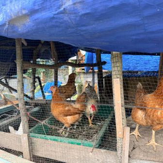 コケコケ🐓