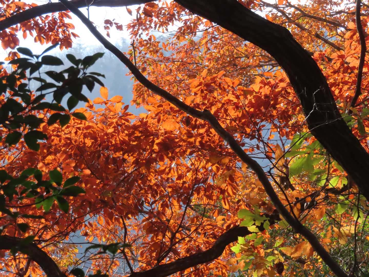 枯れ葉？紅葉？光が当たればこれもまたよし