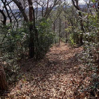 YAMAPではグレーピーク扱いなので期待していなかったが、場所によってはかなり人の手が加えられていて、オール藪漕ぎでもなかった。ふかふかで歩きやすい。

元々藪漕ぎは好きのだが、おそらく山は誰かの所有物である筈なので、不法侵入だけは避けたいと思う。