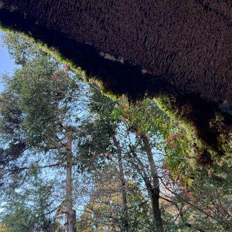苔むした山門も素敵