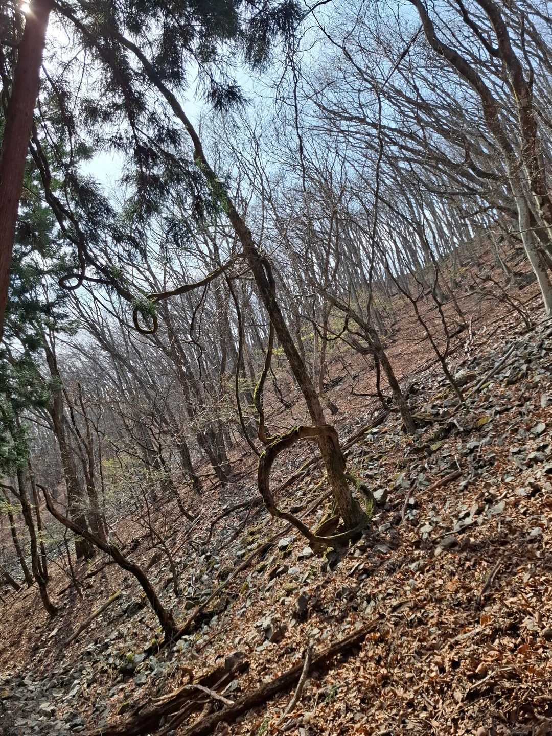 変な絡み方の木