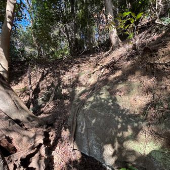 荒れた急斜面なので、少しだけでもロープがあるのは助かります
ここを登り上がると少し平らな所に出ます
どうやらそこで道間違いをした様で、笹の茎や樹の根や樹の幹などに掴まりながら、10mあるかないか位の、踏まれておらず柔らかい土(時々滑ります)の急斜面の崖を転ばない様物凄く慎重に藪漕ぎして・・・