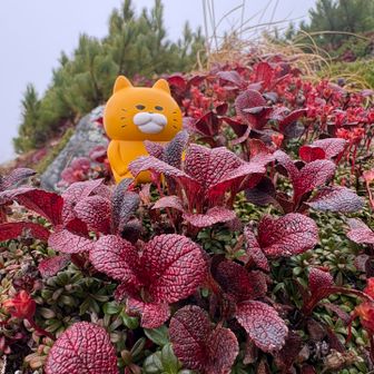 ウラシマツツジと( ΦωΦ )
