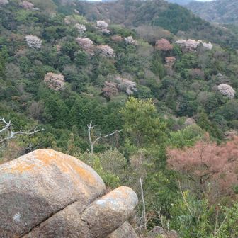 帽子岩と大海山西尾根
