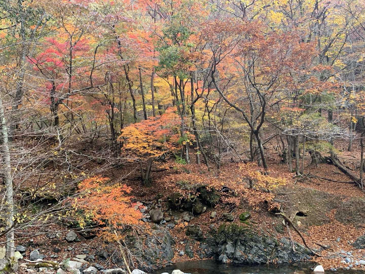 武平トンネル西駐車場登山口-沢谷峠-雨乞岳-杉峠-御在所岳 周回コースの写真