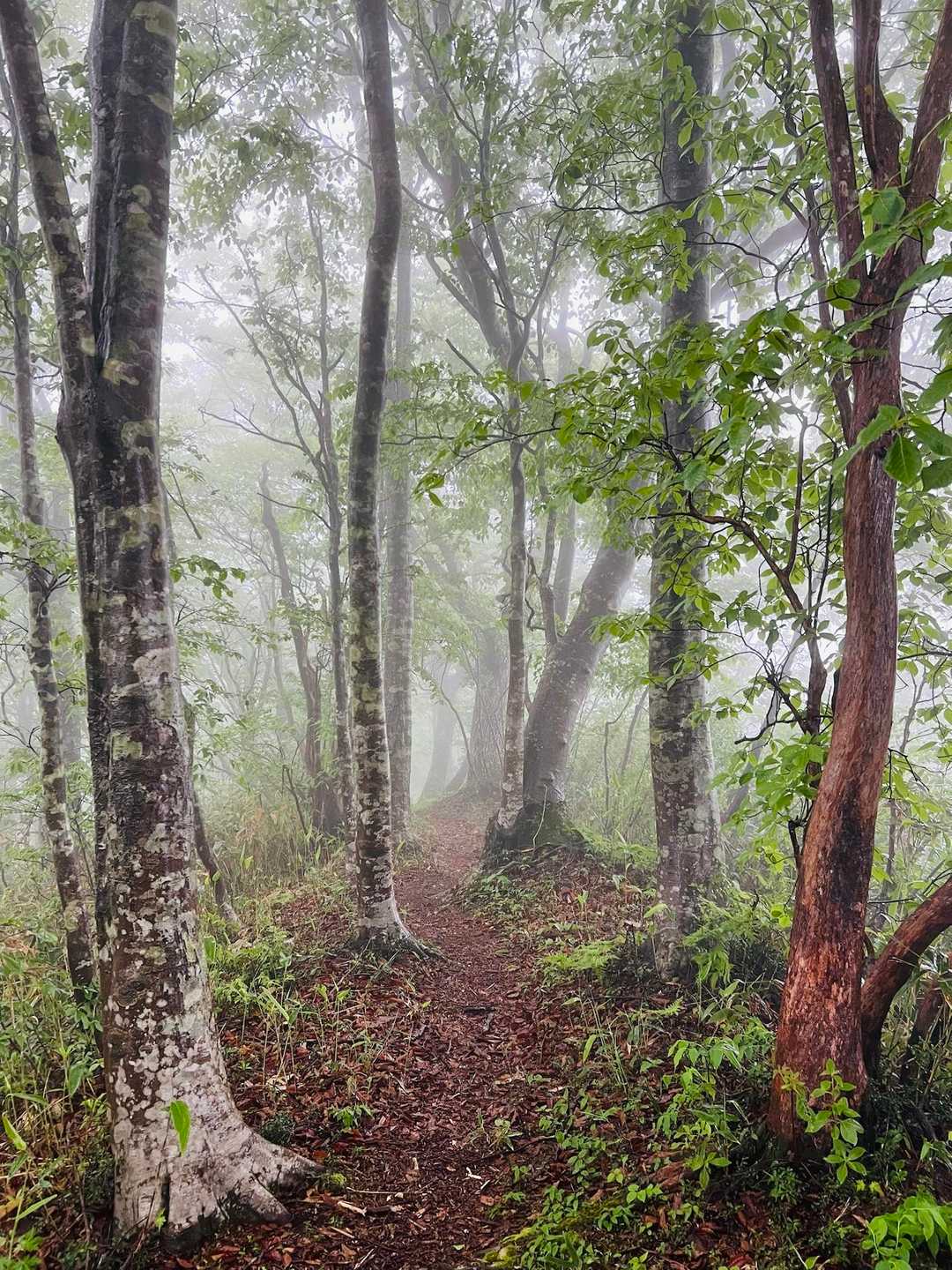 【Japanese beech🌳】
まだ走り梅雨な感じがして、身体は濡れてるけどそこまで不快ではなかった😶‍🌫️