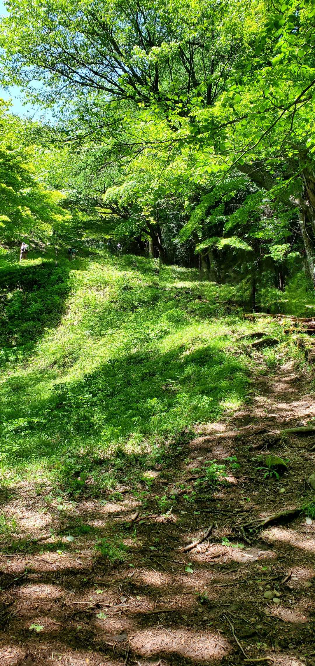 鎌倉古道(湯坂道)⤴️⤴️
明るい尾根道で空気が爽やか～