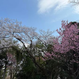 ピンクと白の桜