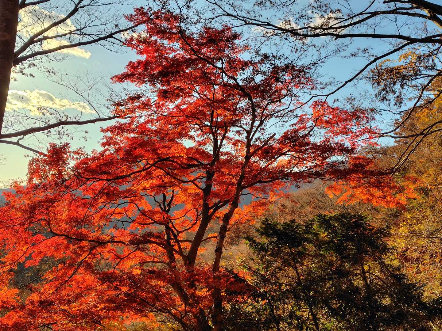 西丹沢バス停-檜洞丸-蛭ヶ岳 往復コースの写真