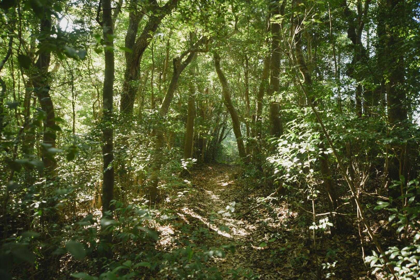 垂桜コース登山口-大箆柄岳 往復コースの写真