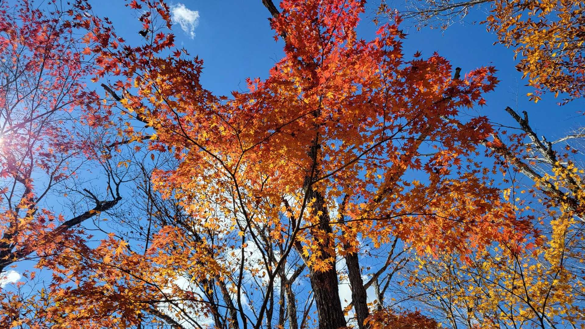 紅葉を愛で🍁