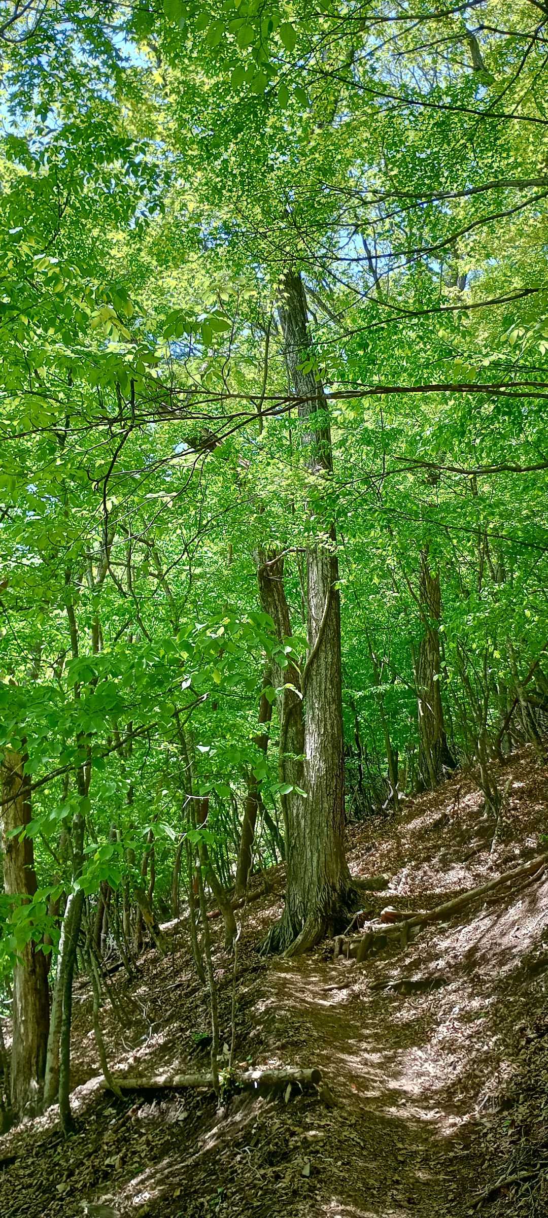 森林館-木材工芸センター-鞘口峠-見晴らし小屋-三頭山-三 縦走コースの写真