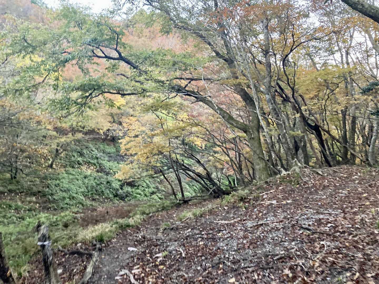 辺りが明るくなって、紅葉がきれい！
今年何度も紅葉のチェックに来たけど、今日の紅葉が　1番きれい😊
いい日に来れて良かった