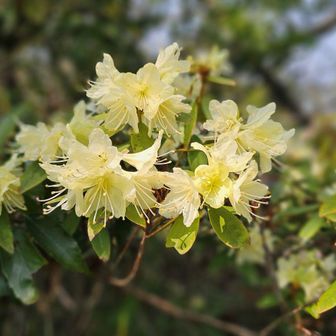 米田白山よりも開花は進んでる印象🌸