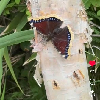 ジャガイモあたま