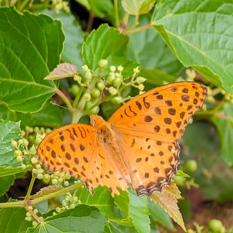 Indian fritillary butterfly (Argynnis hyperbius),
