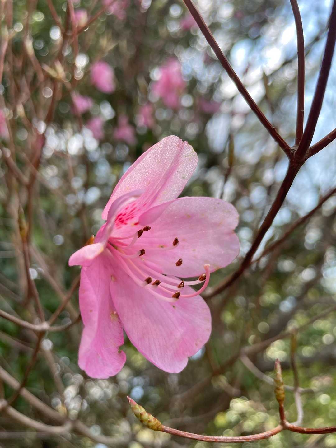 小鷹明神と書いてあったので行ってみたらすぐ近くで撮れました📷