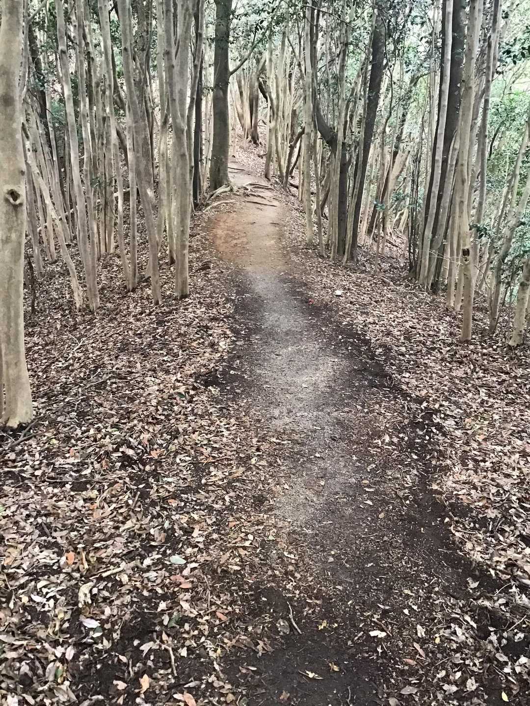 歩きやすい尾根が続く