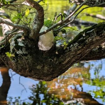 モリアオガエルの卵が
木の上にびっしり