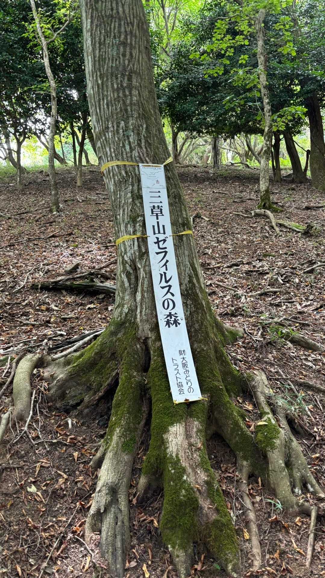 三草山ゼフィルスの森❓沢山珍しいシジミチョウ🦋がいるんだって😊